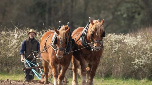 Eastern Daily Press: Suffolk Horses, usually known as Suffolk Punches, working the land at Gressenhall Farm and Workhouse. Picture: SARAH DARNELL Eastern Daily Press: Suffolk Horses, usually known as Suffolk Punches, working the land at Gressenhall Farm and Workhouse. Picture: SARAH DARNELL