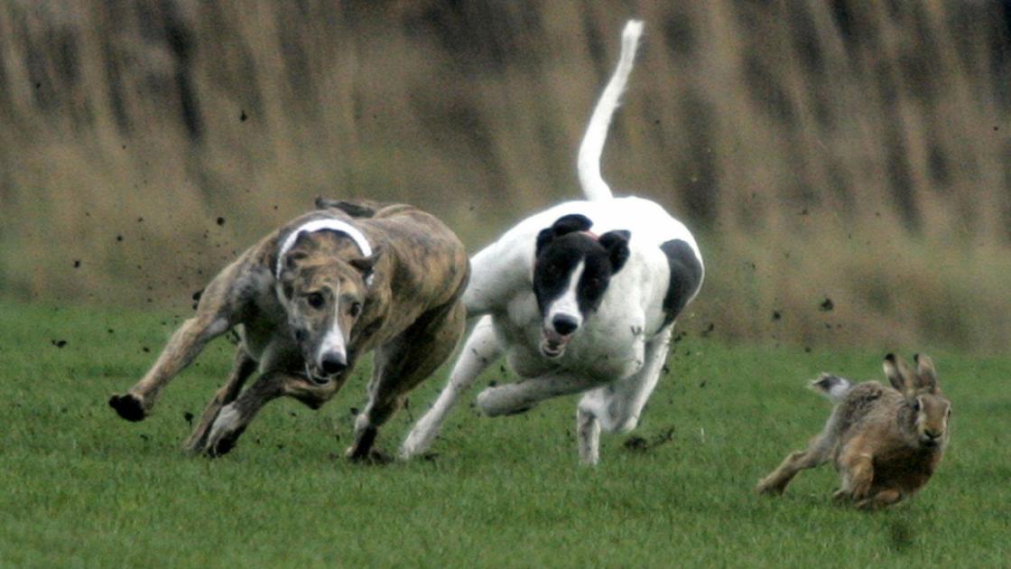 Norfolk: Police catch men equipped for hare coursing 