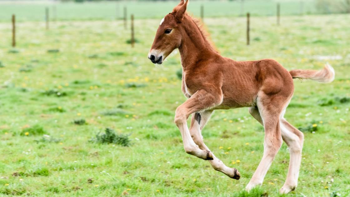 Two new foals will be 'investment for the future' of museum 