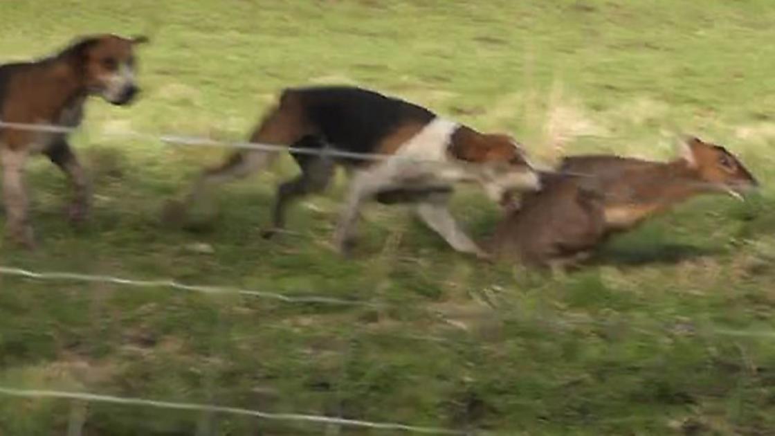 Horrible moment deer is mauled by hounds during a hunt 