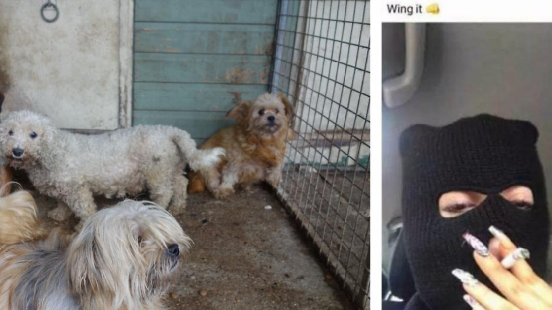 'Remorseful' puppy farmer makes boastful Facebook post hours after being spared jail 