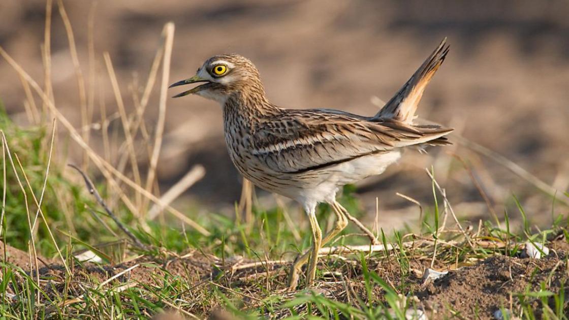 Breckland roost at Cavenham Heath is a rare chance to see the secretive stone-curlew with RSPB and Natural England 