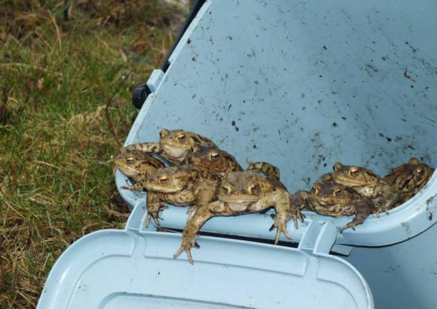 How did the toad cross the A134? With the help of the UK's number one toad patrollers... 