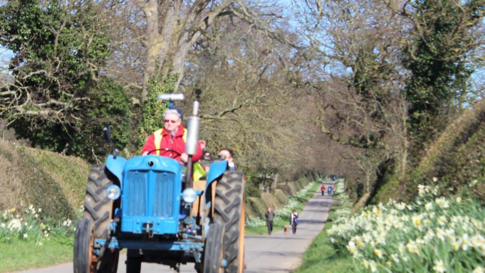 Five places where you can see daffodils in Norfolk in 2023 