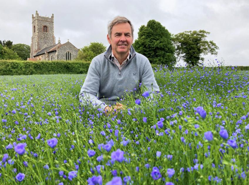 Norfolk linseed crops bring blue flowers to farm fields 