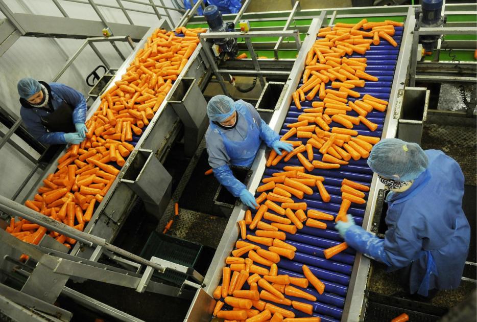 Wormegay: Plans to expand Alfred Pearce veg processing plant 