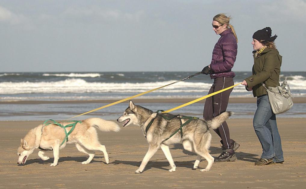 Norfolk beach named among UK’s best dog walks