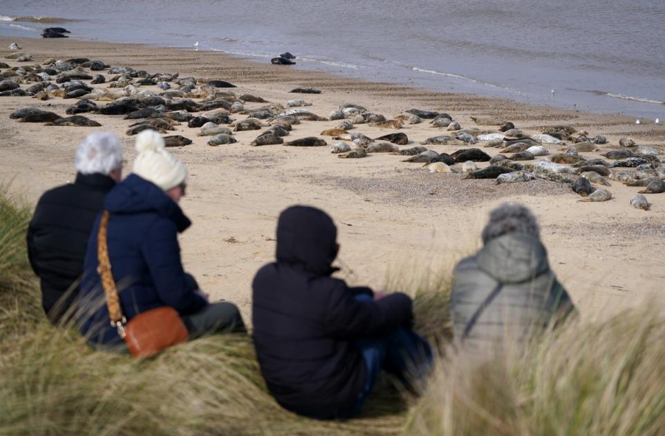 Thousands of seals gather to moult their worn-out winter fur on Norfolk beach 