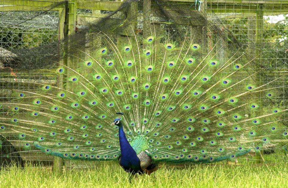 Bid for new home blocked amid fears it would harm roaming peacocks 