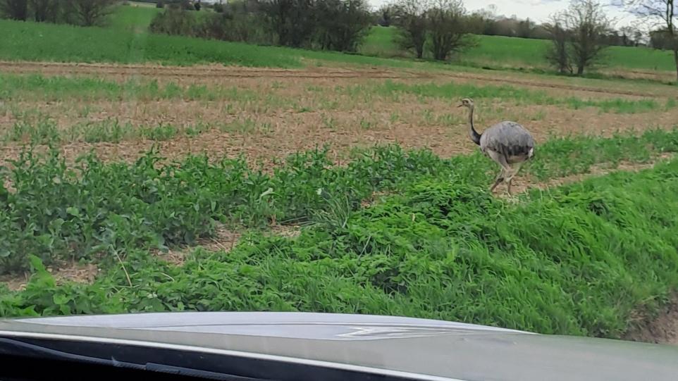 Chris the rhea returns home after four-month journey around Suffolk 