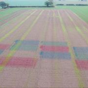 Soil is being dyed in different colours to confuse disease-carrying aphids in this BBRO 'camo cropping' trial at Morley Farms