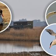 Birds at RSPB Minsmere nature reserve near Saxmundham in Suffolk have tested positive for avian influenza.