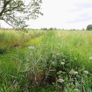 The Broads Authority planning committee voted in favour of permitting a programme of works to restore Catfield Fen.