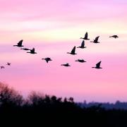 Norfolk County Council has launched a survey asking for people's nature priorities. Pictured: Pink-footed geese at Snettisham