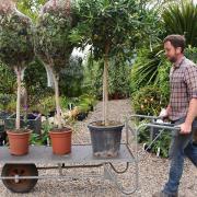 Nursery assistant, Mark Curtis, sorting a tree delivery at the Urban Jungle garden centre, at Old Costessey. Picture: DENISE BRADLEY