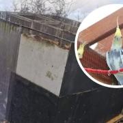 10 cockatiels have escaped from PACT Animal Sanctuary after its aviary was damaged during Storm Eunice.
