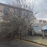 A tree near Stonecutters Way and the Howard Street South carpark has fallen due to high winds from Storm Eunice.