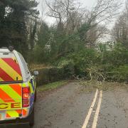 A fallen tree has blocked Low Road in Keswick near Norwich.