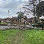 A fallen tree in Reydon, Southwold.