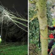 Storm Eunice is likely to cause damage to trees when it reaches Norfolk on Friday with tree surgeons advising people to 