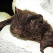 Independent surveys have found a ‘super-colony’ of barbastelle bats close to the proposed West Link road.