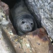 Friends of Horsey Seals rescued a seal pup on Waxham beach after it fell down a hole.