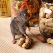 Mice love grains, seeds and nuts, which is why sealing all your dry food packets is one of the best ways to prevent an infestation.