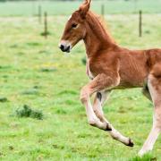 Gressenhall Farm and Workhouse will be getting two new Suffolk Punch foals.