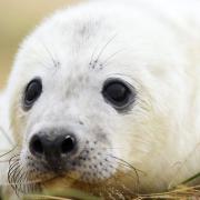Sick seal pups on the Norfolk coast are among those affected by the ongoing supply crisis and panic-buying of fuel.