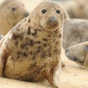 Grey Seal colony resting on the beach at Horsey, Norfolk.
