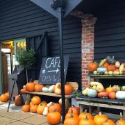 There are plenty of pumpkins to pick at Old Hall Farm Picture: Old Hall Farm