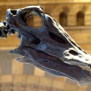 Dippy the Dinosaur is coming to Norwich Cathedral this July.