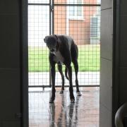 The number of dogs being taken in by the RSPCA in west Norfolk has surged since lockdown lifted