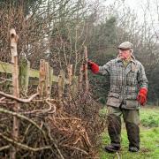 Prince Charles hedge laying on the Sandringham Estate in Norfolk