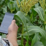 KisanHub has developed an app that tracks crop yield and quality 