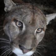 Amazona Zoo gets ready for the Winter months. A Puma peers from it's pen.PHOTO: ANTONY KELLY
