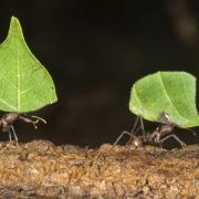 Dr Edward Hem's work has involved studying bacteria in leafcutter ant nests, which has shown similarities to commercially-available antibiotics  Picture: Ivan Kuzmin/Getty Images/iStockphoto