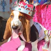 Who will win Best in Show 2024? (Credit: All About Dogs Show)