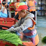 Defra has extended its visa scheme for seasonal horticulture and poultry farm workers until 2029