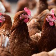 Poultry will be culled after a fifth case of bird flu was confirmed near Attleborough