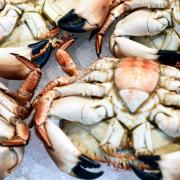 The internationally-renowned Cromer crab from the Norfolk coast is one of the region\'s most famous exports