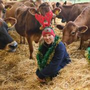 'Carol singing with cows' returns to Norfolk farm with it's Christmas market