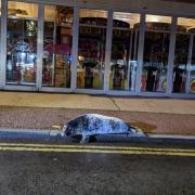 The baby seal outside an amusement arcade in Hemsby