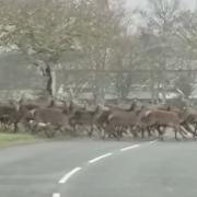 Dozens of deer were seen sprinting across a road near Sea Palling by the Bacton Coastguard team