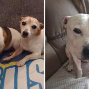 A rescue organisation in Norfolk is pleading for dog fosterers. Jack, Jill and Ollie pictured