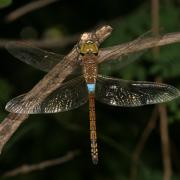 Vagrant Emperor are hard to miss due to the bright blue 'saddle' across their backs.
