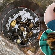 Sarah Glover's quick thinking saved 13 ducklings from a drain in Diss