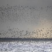 Scenes from the Wader Spectacular at RSPB Snettisham