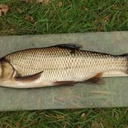 Does anyone recognise this fish, wonders John Bailey