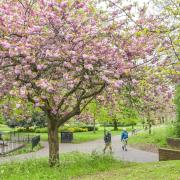 Blossom around Norwich. Chapelfield gardens
